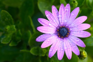 Purple-Flower1